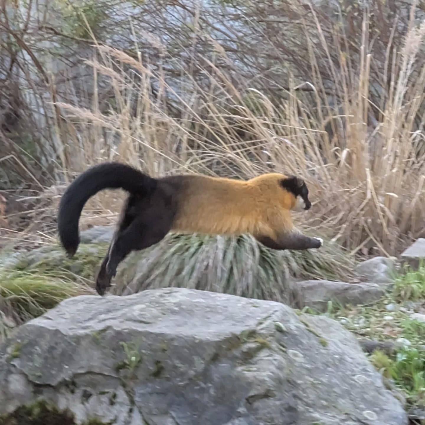 Ein kleines, pelziges Tier mit langem Schwanz springt über Felsen und Gras. Das Bild ist farbig.