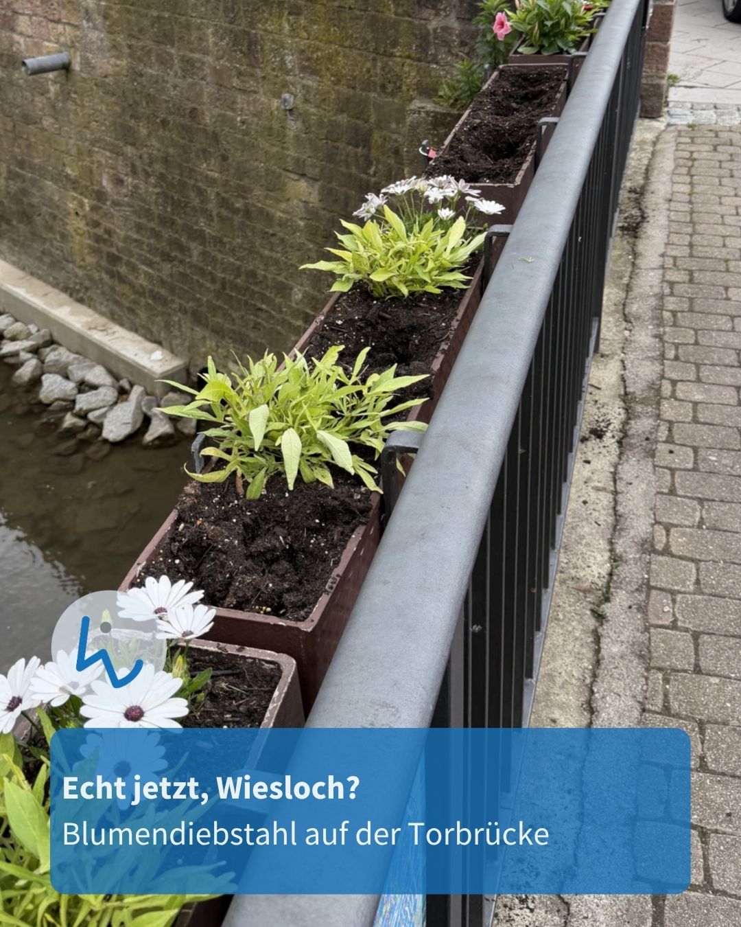 Blumenkästen mit weißen Blumen und grünen Pflanzen auf einer Brückengeländer, daneben ein Kanal und eine Steinmauer. Ein blauer Textfeld mit der Aufschrift „Echt jetzt, Wiesloch? Blumendiebstahl auf der Torbrücke“. (KI-Alternativtext)