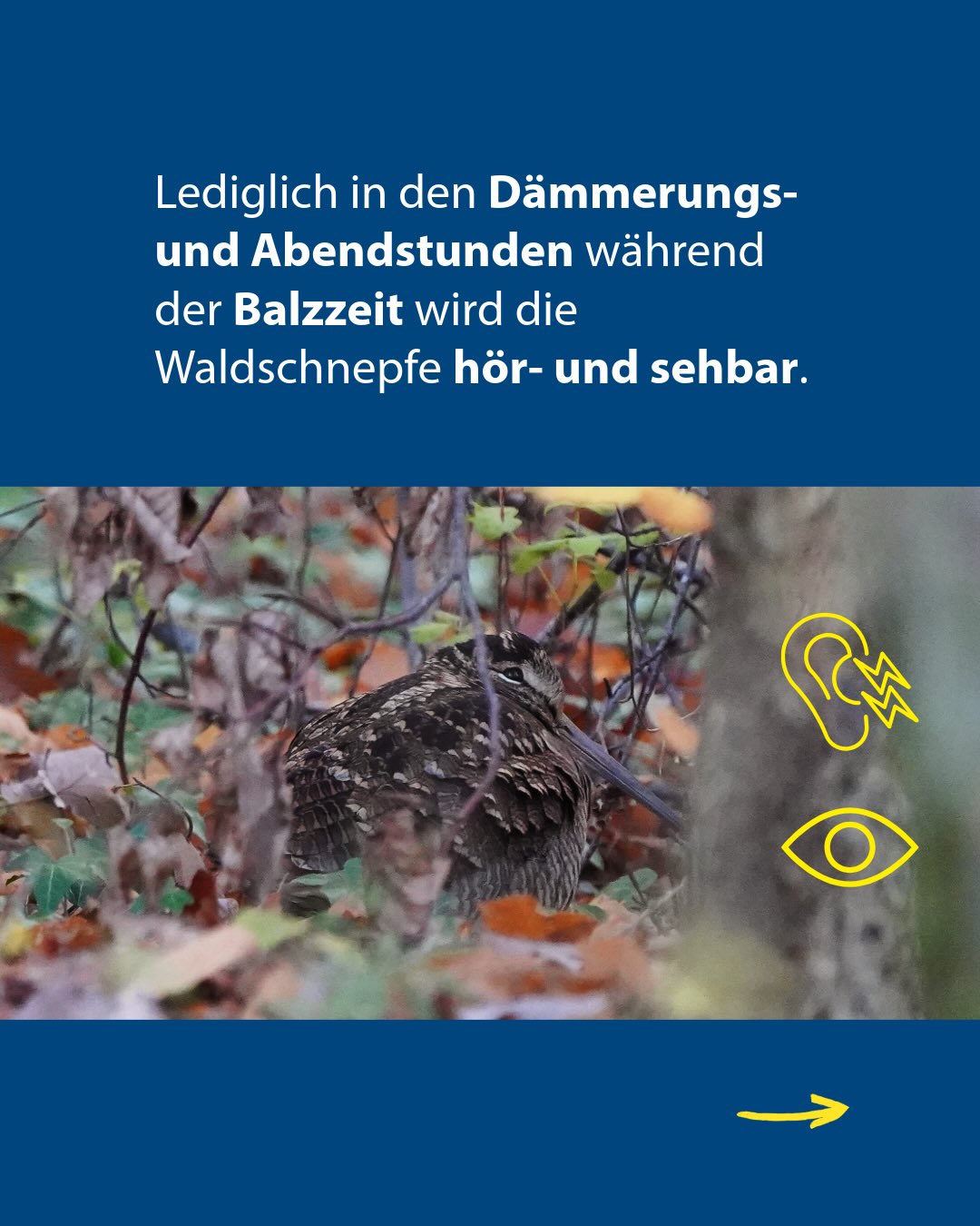 Dieser Alternativtext wurde KI-generiert: Ein Vogel sitzt auf einem Ast inmitten von Blättern und Zweigen. Im oberen Bildbereich ist Text auf blauem Hintergrund zu sehen, darunter ein Pfeil, der nach rechts zeigt.