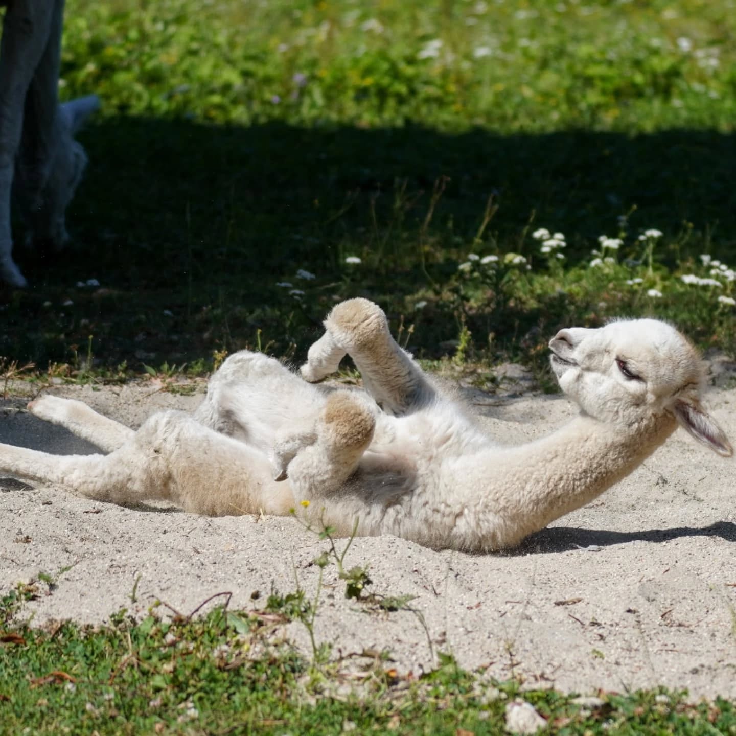 Ein helles Tier liegt im Sand. Es hat die Beine in die Luft gestreckt.