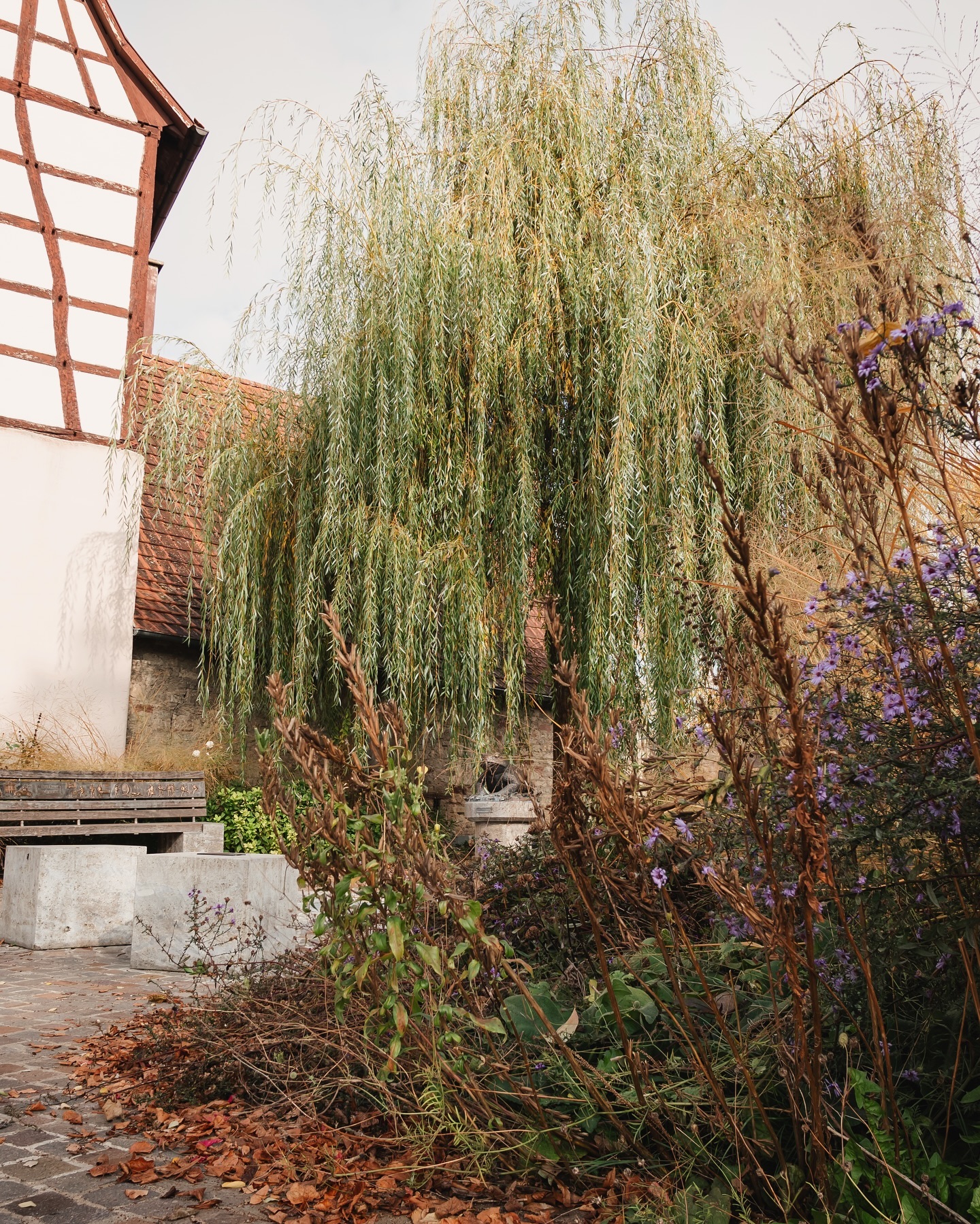 Ein idyllischer Garten mit einem alten Gebäude im Hintergrund. Weide und Herbstblumen sind zu sehen.