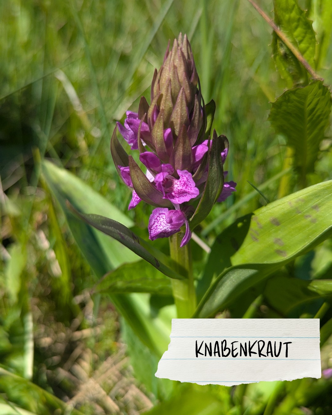Dieser Alternativtext wurde KI-generiert: Eine Nahaufnahme einer violetten Blüte mit grünen Blättern. Der Hintergrund ist unscharf und ebenfalls grün.