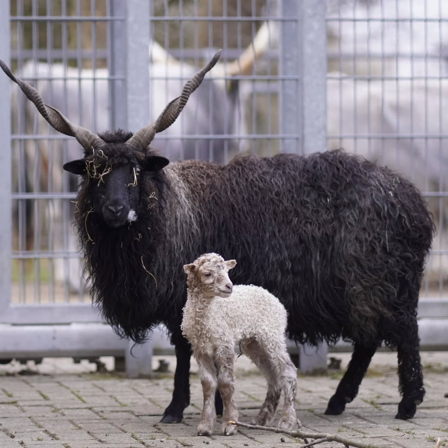 Ein schwarzes Schaf mit langen Hörnern steht neben einem weißen Lämmchen. Beide Tiere befinden sich auf einem gepflasterten Boden vor einem Gitterzaun.