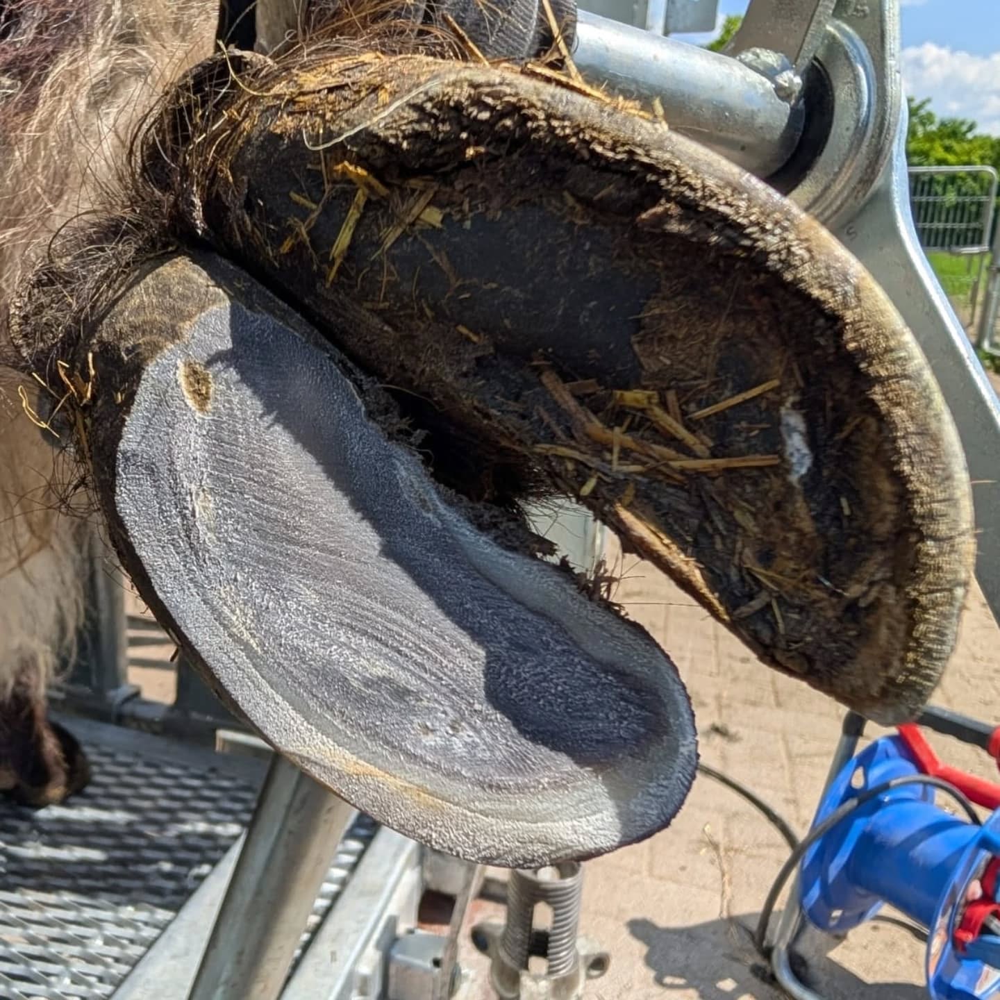 Nahaufnahme eines Huftiers; die Hufe sind detailliert zu sehen.