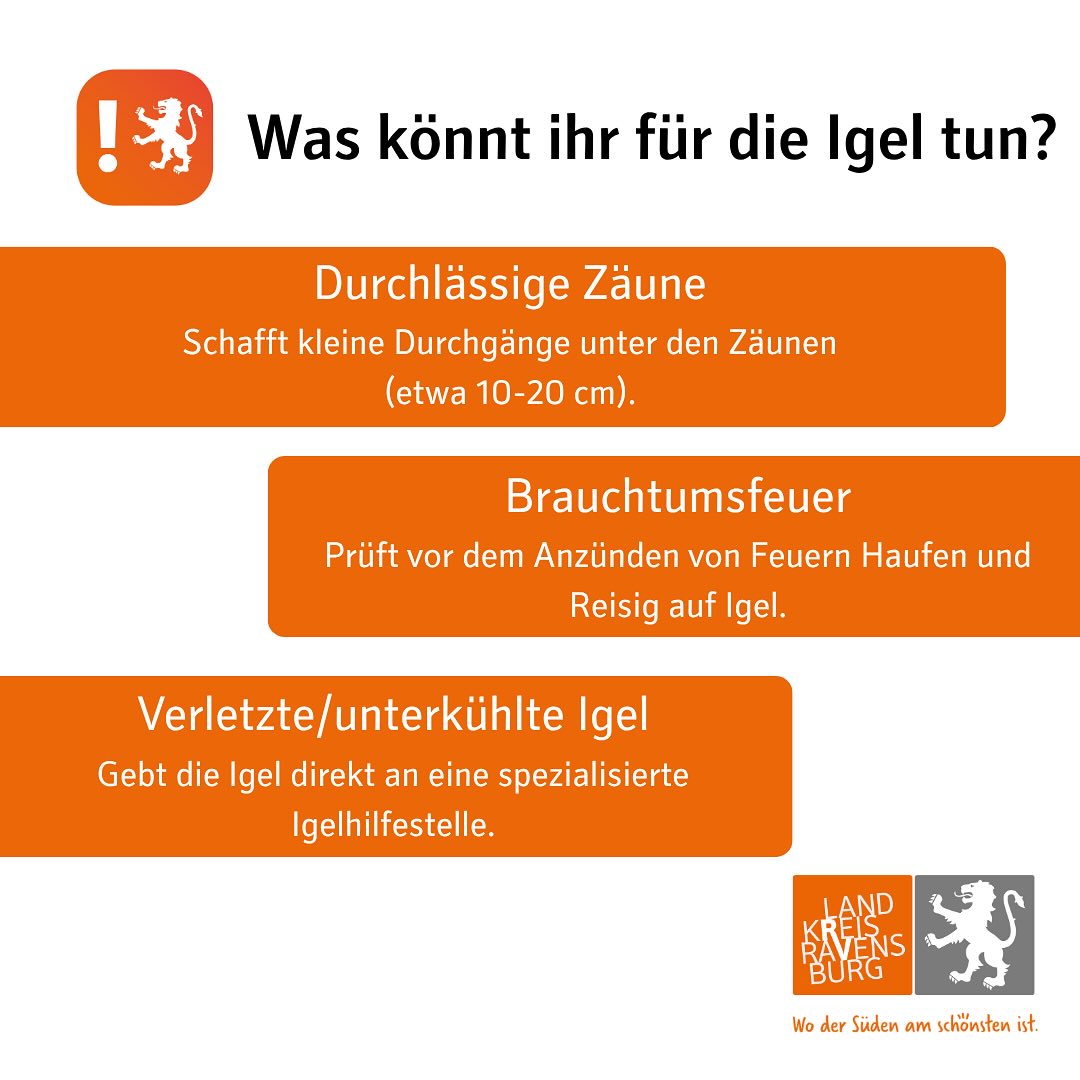 Dieser Alternativtext wurde KI-generiert: Ein farbiges Plakat mit Informationen zur Hilfe für Igel. Es enthält Tipps zu Zäunen, Feuerstellen und verletzten Tieren.