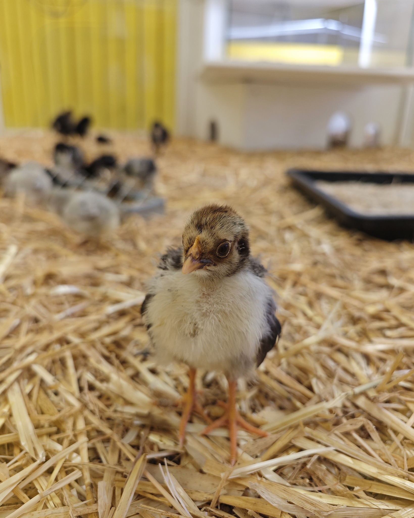 Dieser Alternativtext wurde KI-generiert: Ein kleines Küken steht im Vordergrund, umgeben von Streu und weiteren Küken. Im Hintergrund ist ein Raum mit einem Fenster zu sehen.