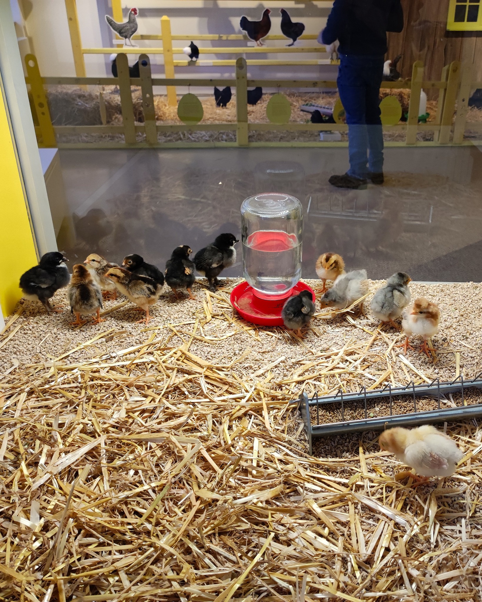 Dieser Alternativtext wurde KI-generiert: Eine Gruppe kleiner Küken steht um einen roten Wasserspender herum, bedeckt mit Streu. Im Hintergrund sind weitere Vögel und eine Weide sichtbar.