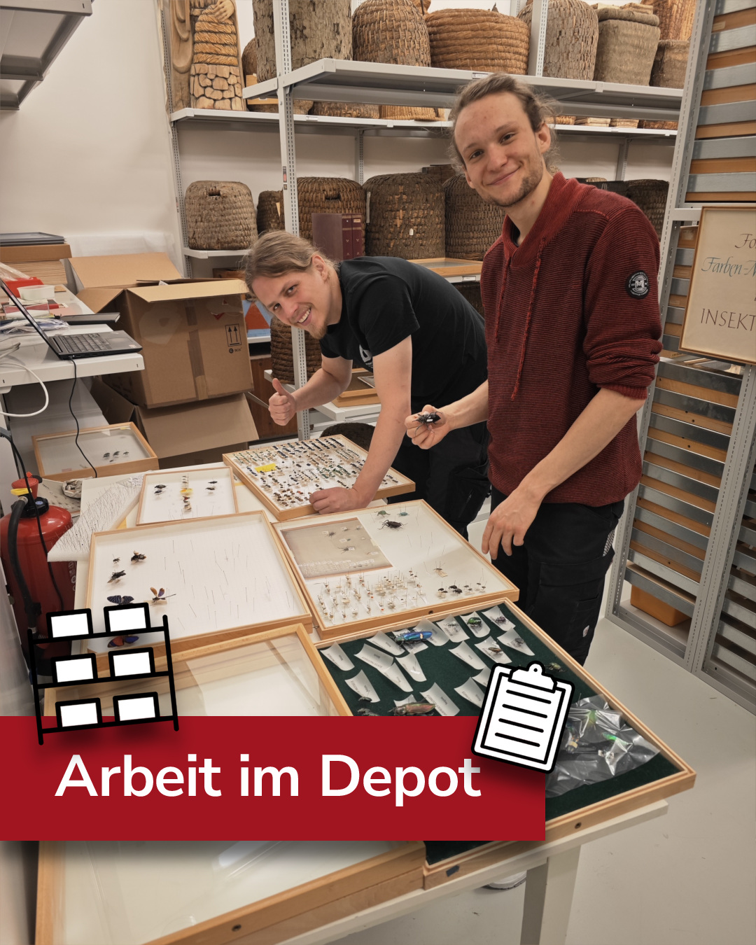 Dieser Alternativtext wurde KI-generiert: Zwei Personen arbeiten an einem Tisch mit vielen kleinen Fächern, die Insekten enthalten. Im Hintergrund sind Regale mit Kartons und weiteren Ausstellungsstücken zu sehen.