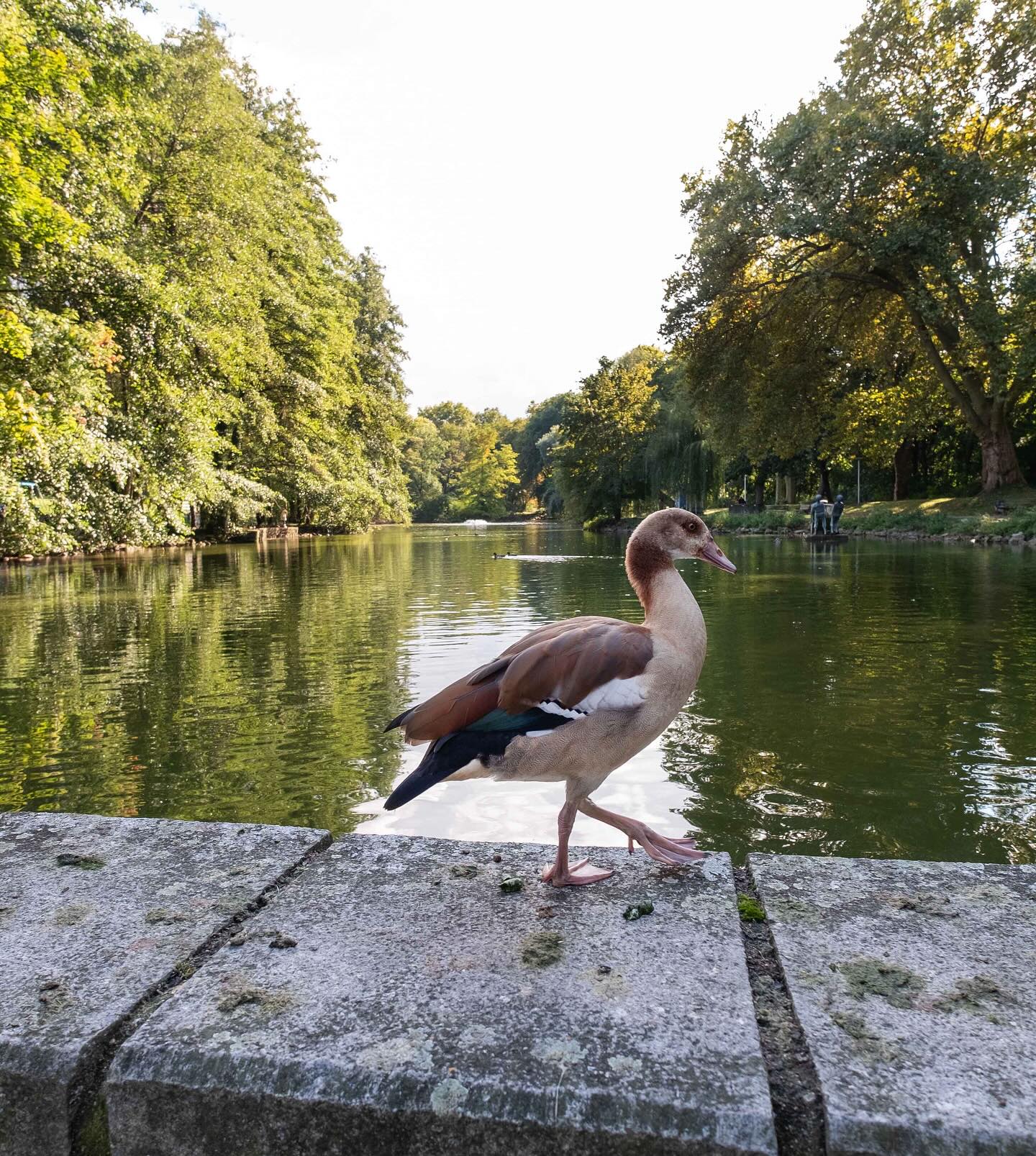 Dieser Alternativtext wurde KI-generiert: Ein Entenvogel steht am Ufer eines Sees, umgeben von üppigem Grün. Im Hintergrund sind Bäume und eine Parklandschaft zu sehen.