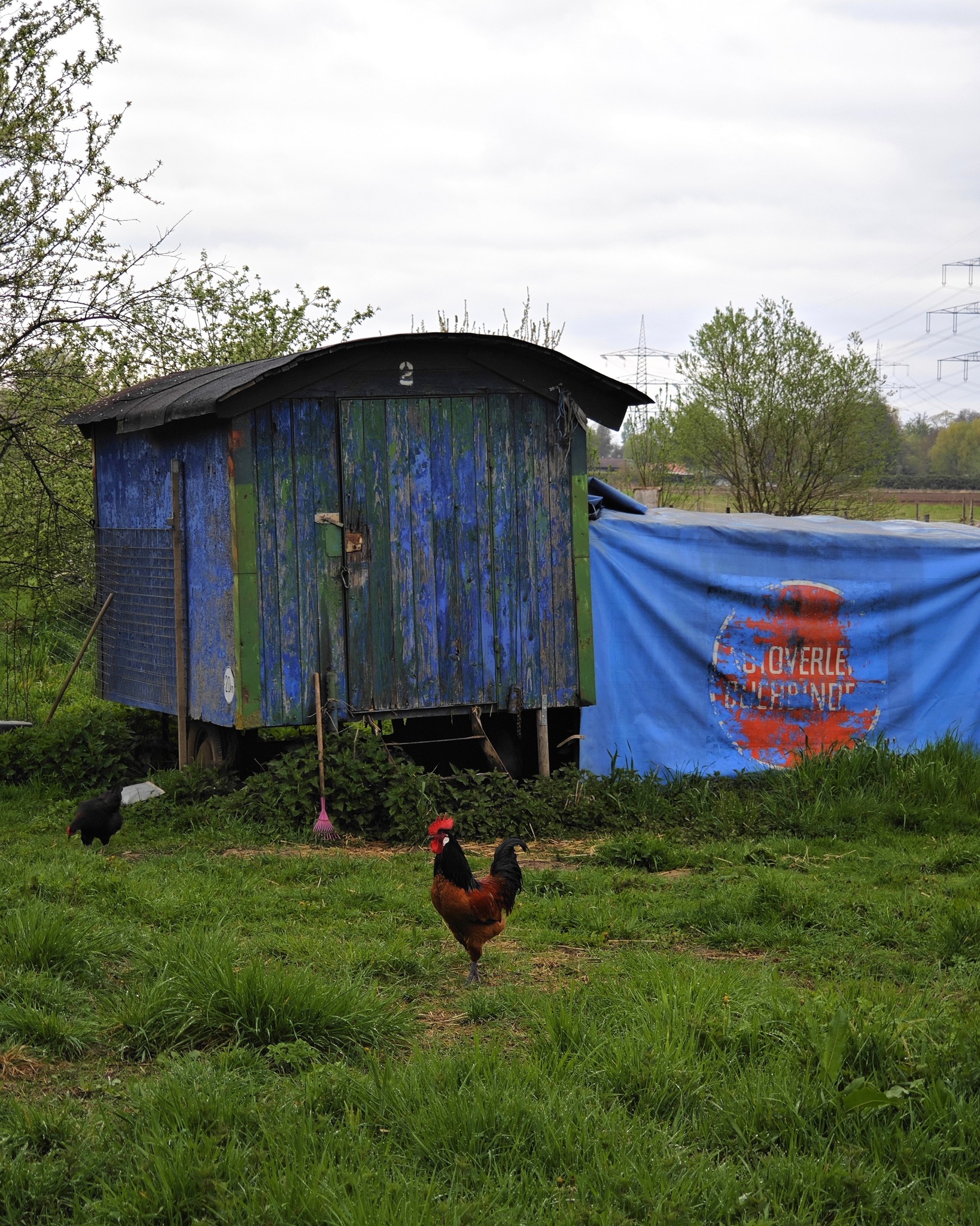Dieser Alternativtext wurde KI-generiert: Ein farbenfrohes, verwittertes Gartenhaus steht auf einer Grünfläche. Im Vordergrund sind grüne Pflanzen und Vögel zu sehen.