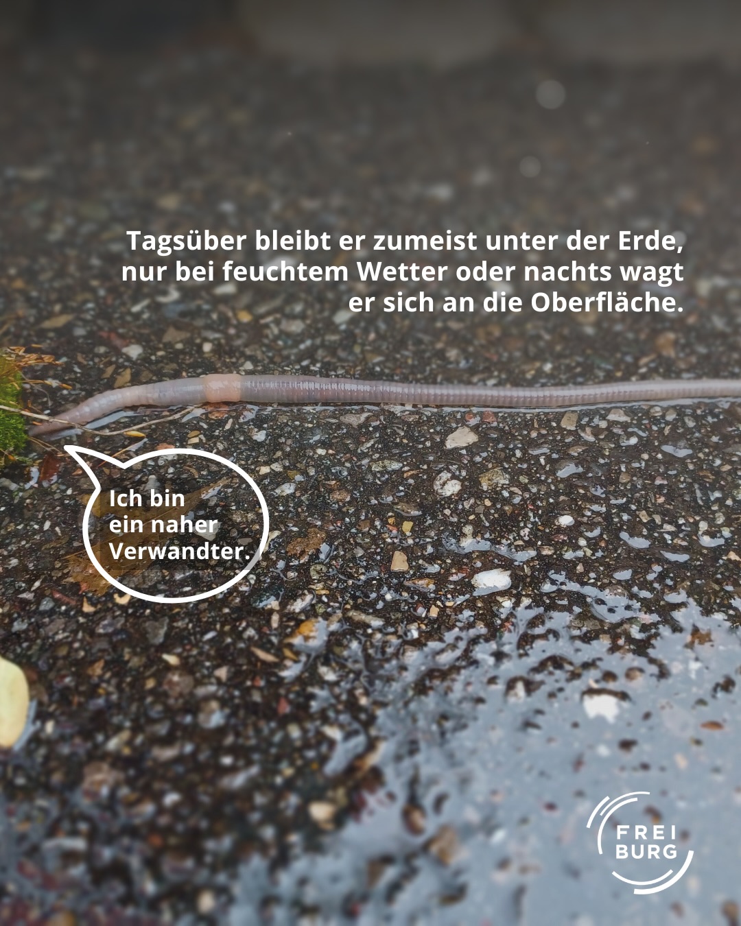 Dieser Alternativtext wurde KI-generiert: Ein längliches, dunkles Tier liegt auf einem feuchten, mit Steinen bedeckten Untergrund. Texttafeln und Logos sind ebenfalls im Bild zu sehen.