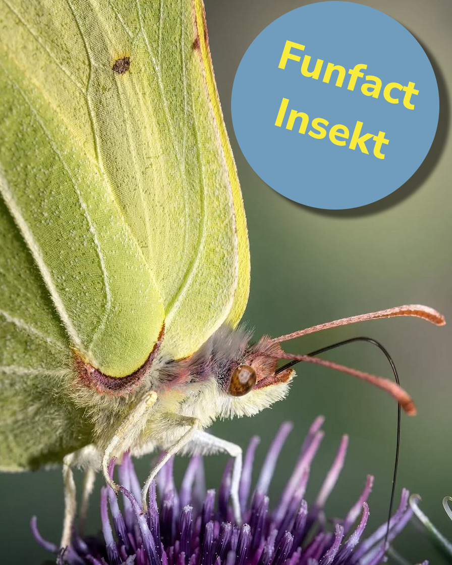 Dieser Alternativtext wurde KI-generiert: Nahaufnahme eines Insekts mit geflügelten Flügeln. Ein blaues Feld mit dem Wort "Funfact" und "Insekt" ist ebenfalls zu sehen.