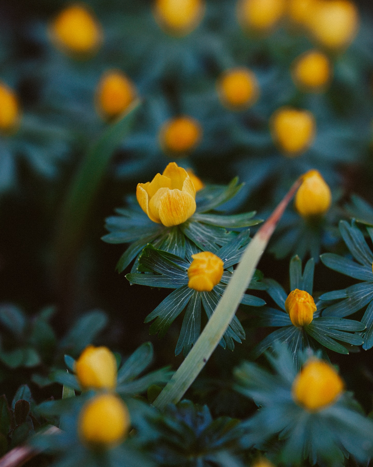 Ein Feld voller kleiner, gelber Blüten mit dunkelgrünen Blättern. Die Blüten stehen dicht beieinander.