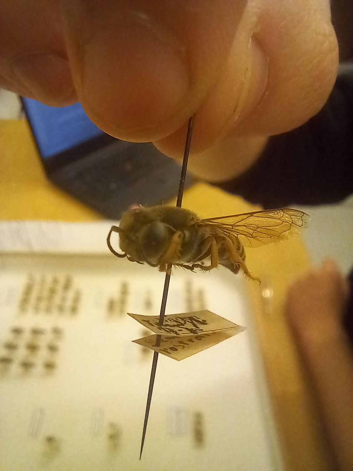 Dieser Alternativtext wurde KI-generiert: Eine Nahaufnahme zeigt ein Insekt, das an einem dünnen Objekt befestigt ist. Im Hintergrund sind verschwommene Strukturen und eine Oberfläche erkennbar.