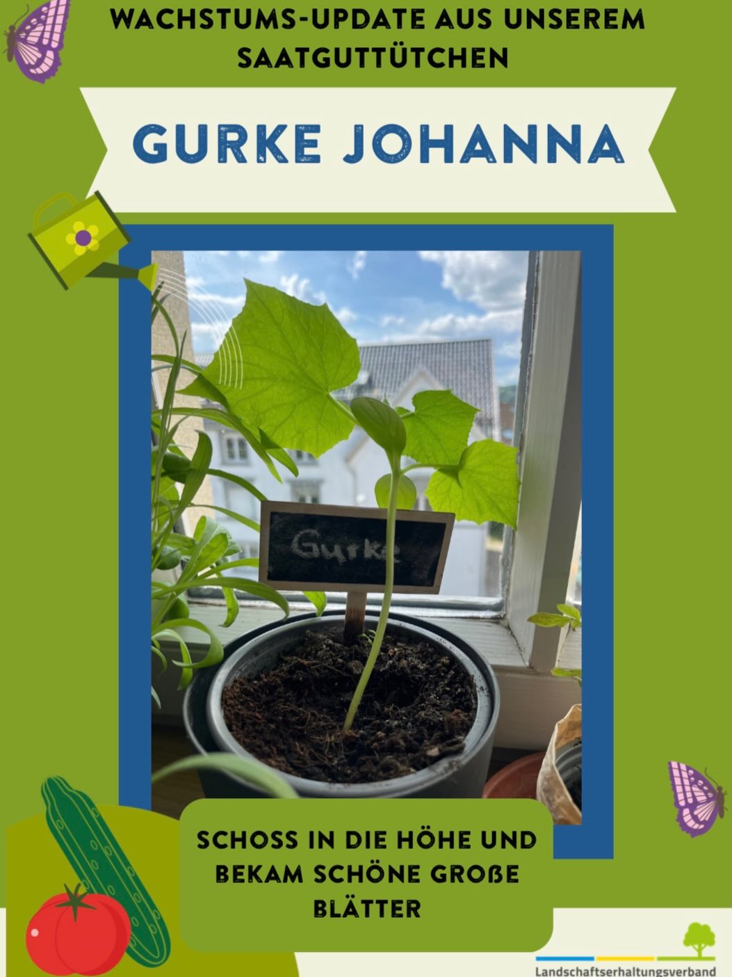 Wachstums-Update einer Gurkenpflanze namens Johanna im Topf auf dem Fensterbrett, mit Schild „Gurke“ und Text „Schoss in die Höhe und bekam schöne große Blätter“. Grün hinterlegt mit Schmetterlings- und Gemüse-Illustrationen. (KI-Alternativtext)