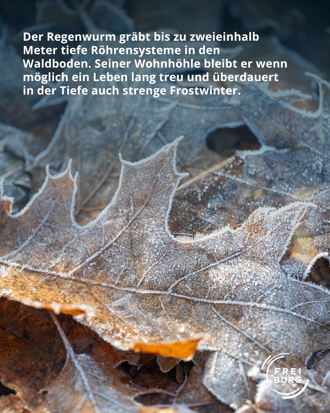 Dieser Alternativtext wurde KI-generiert: Ein Schwarz-Weiß-Bild zeigt gefrorene Blätter auf dem Waldboden. Im unteren Bereich befindet sich ein Logo.