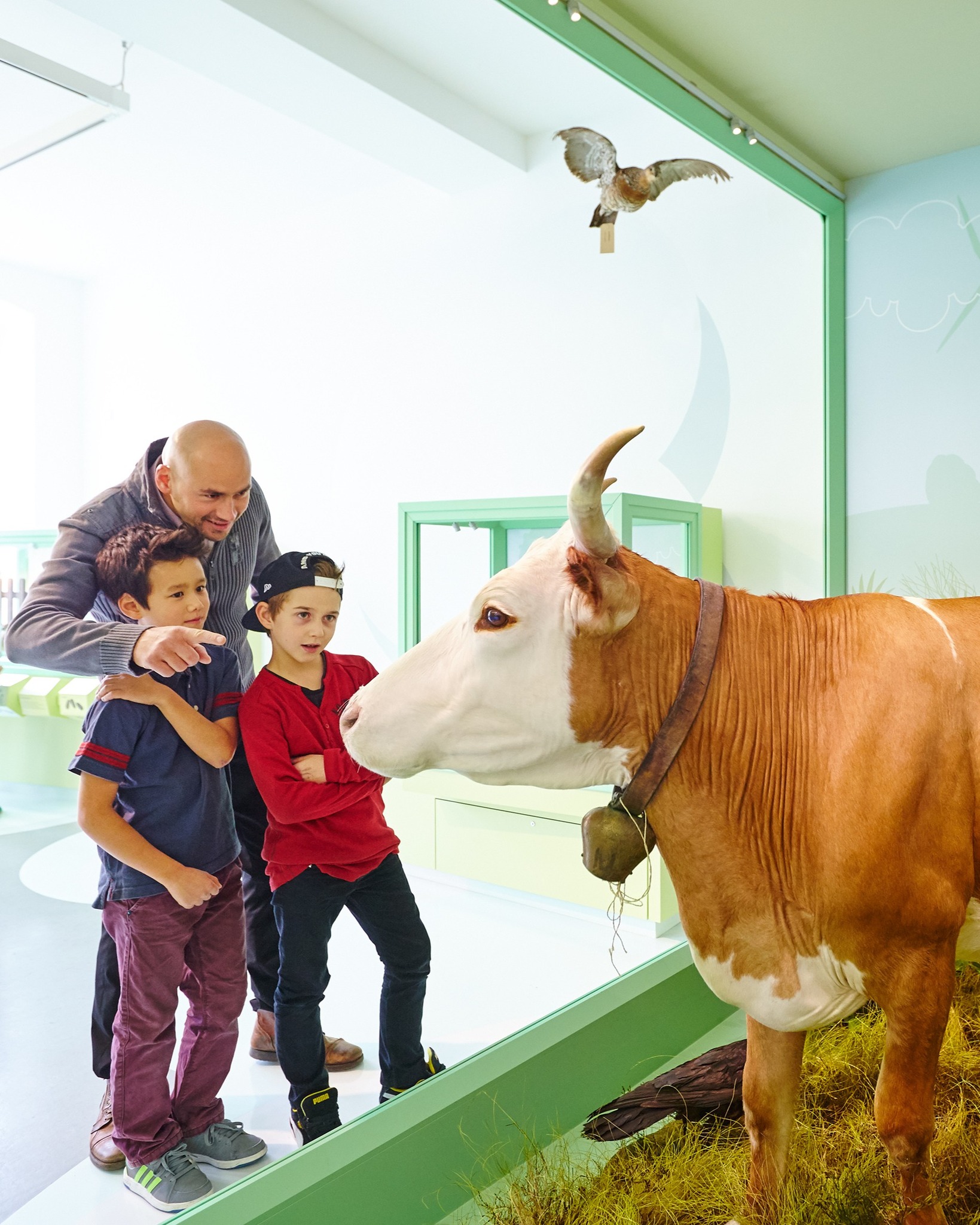 Ein Erwachsener und zwei Kinder betrachten eine ausgestopfte braun-weiße Kuh mit einer Glocke am Hals. Der Erwachsene zeigt mit dem Finger auf das Tier, während die Kinder aufmerksam zuschauen. Oben an der Wand ist ein weiterer ausgestopfter Vogel zu sehen. (KI-Alternativtext)