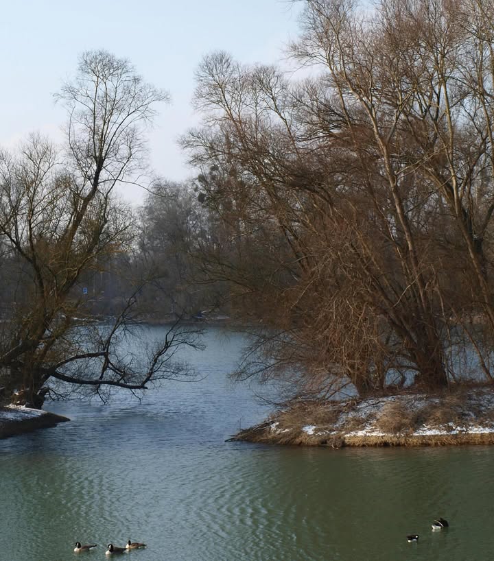 Dieser Alternativtext wurde KI-generiert: Ein ruhiger Fluss fließt zwischen kahlen Bäumen und Uferlandschaft. Im Wasser sind einige Wasservögel zu sehen.