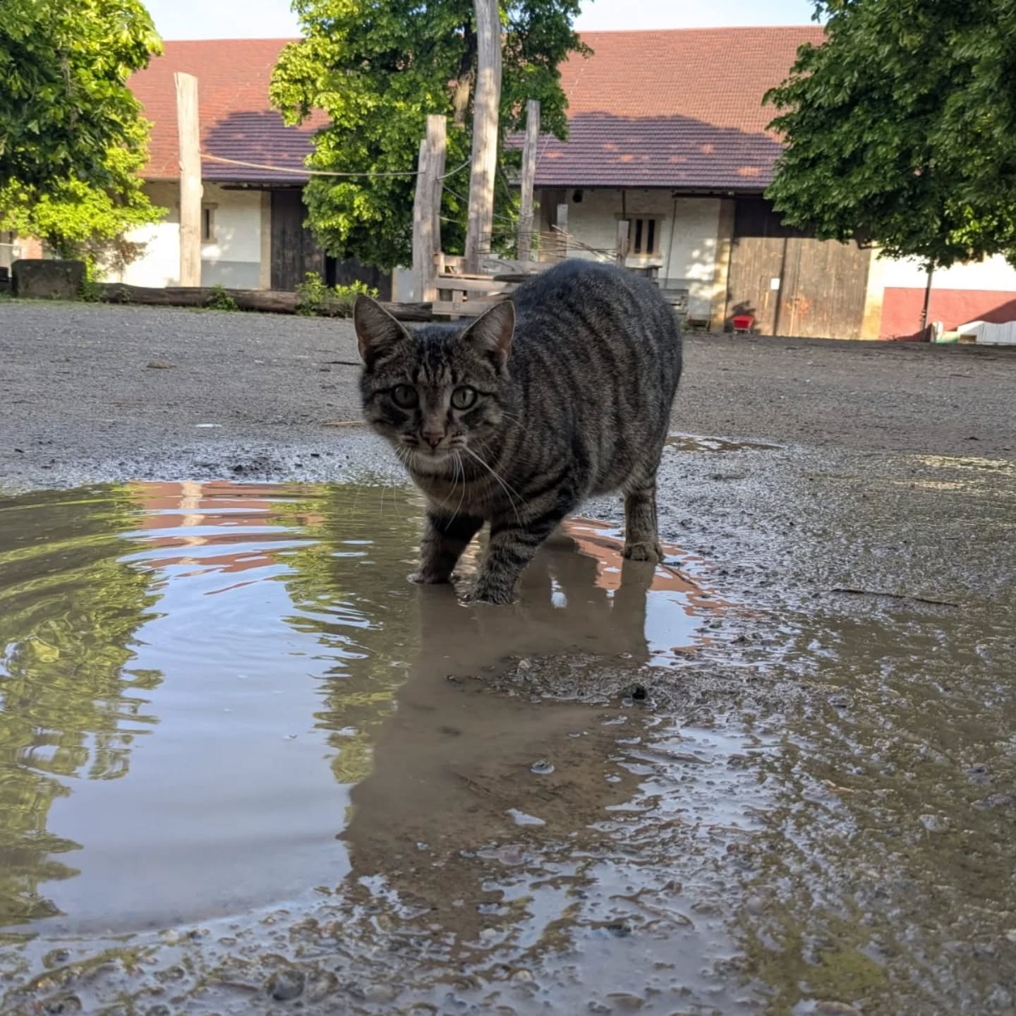 Eine gestreifte Katze steht mit vorderen Pfoten in einer Pfütze auf einem Kiesplatz, im Hintergrund ein Gebäude mit rotem Dach und Bäumen. (KI-Alternativtext)