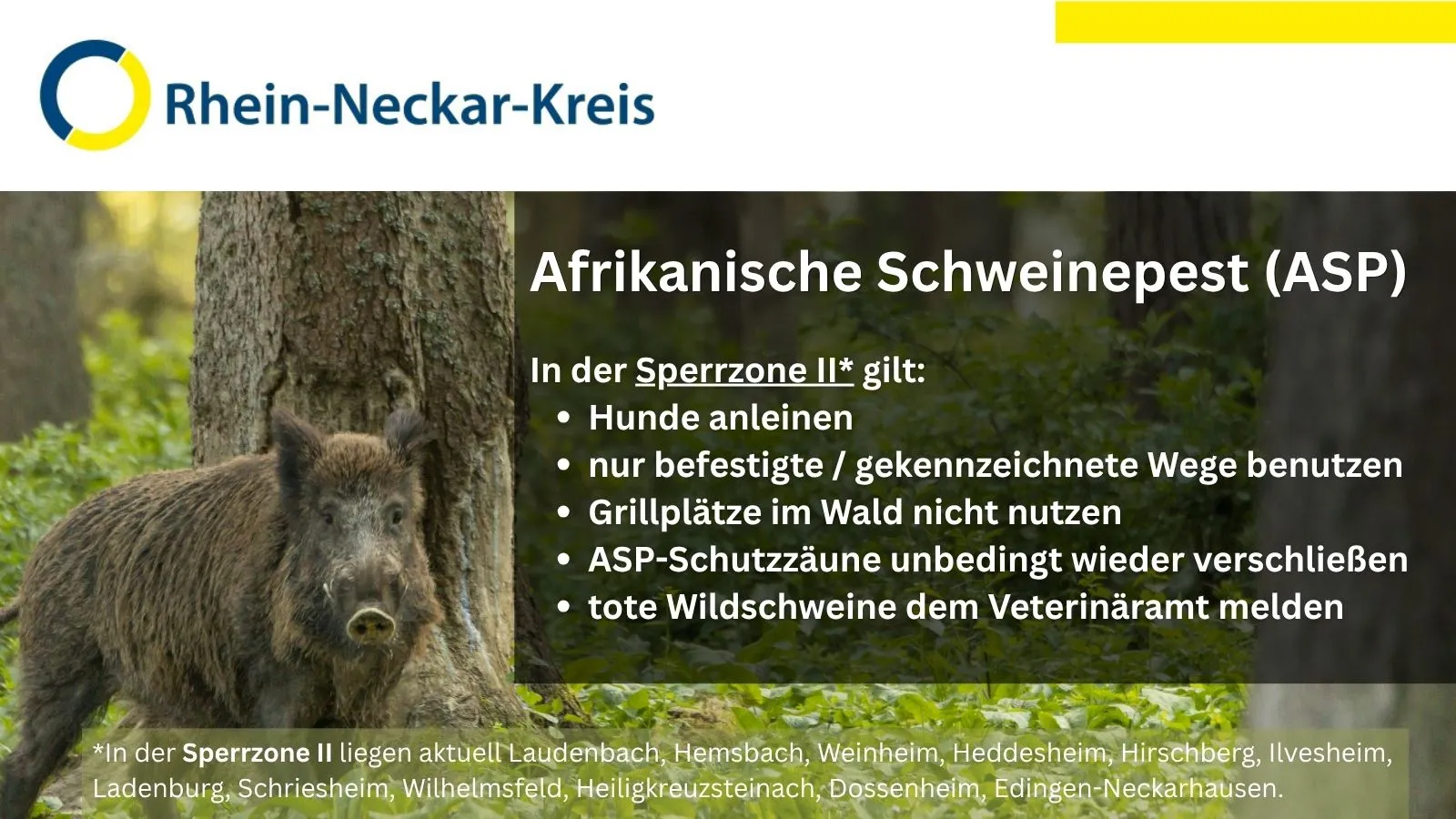 Wildschwein im Wald neben Text zur Afrikanischen Schweinepest (ASP) im Rhein-Neckar-Kreis: In Sperrzone II Hunde anleinen, nur befestigte Wege nutzen, Grillplätze meiden, Schutzzäune verschließen und tote Wildschweine melden. (KI-Alternativtext)