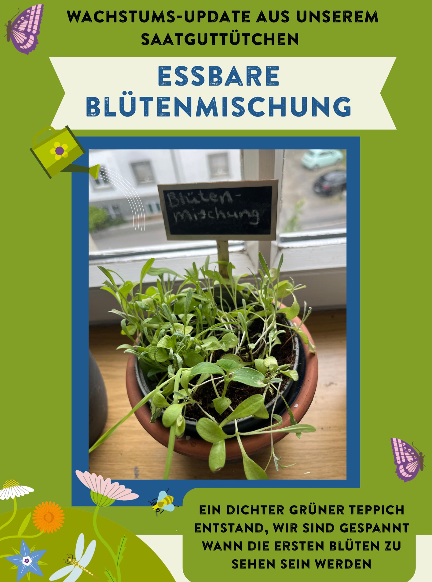 Dieser Alternativtext wurde KI-generiert: Farbfoto einer Pflanze in einem Topf auf einer Fensterbank. Im Hintergrund ist eine verschwommene Strassenszene zu sehen, und um die Grafik herum sind stilisierte Blumen und Schmetterlinge angeordnet.