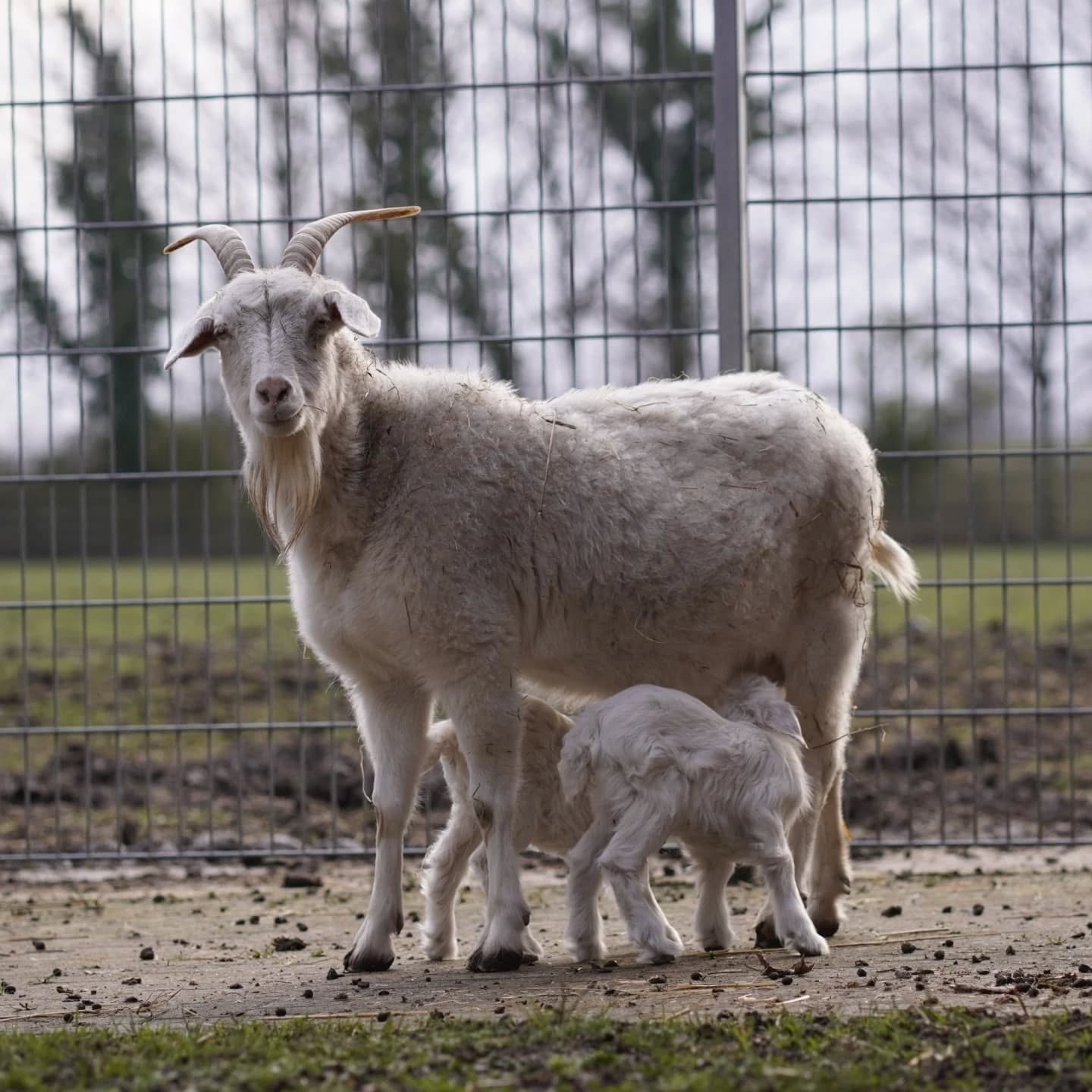 Eine weiße Ziege steht mit ihren jungen Kitzen in einem Gehege. Das Bild ist in Farbe.