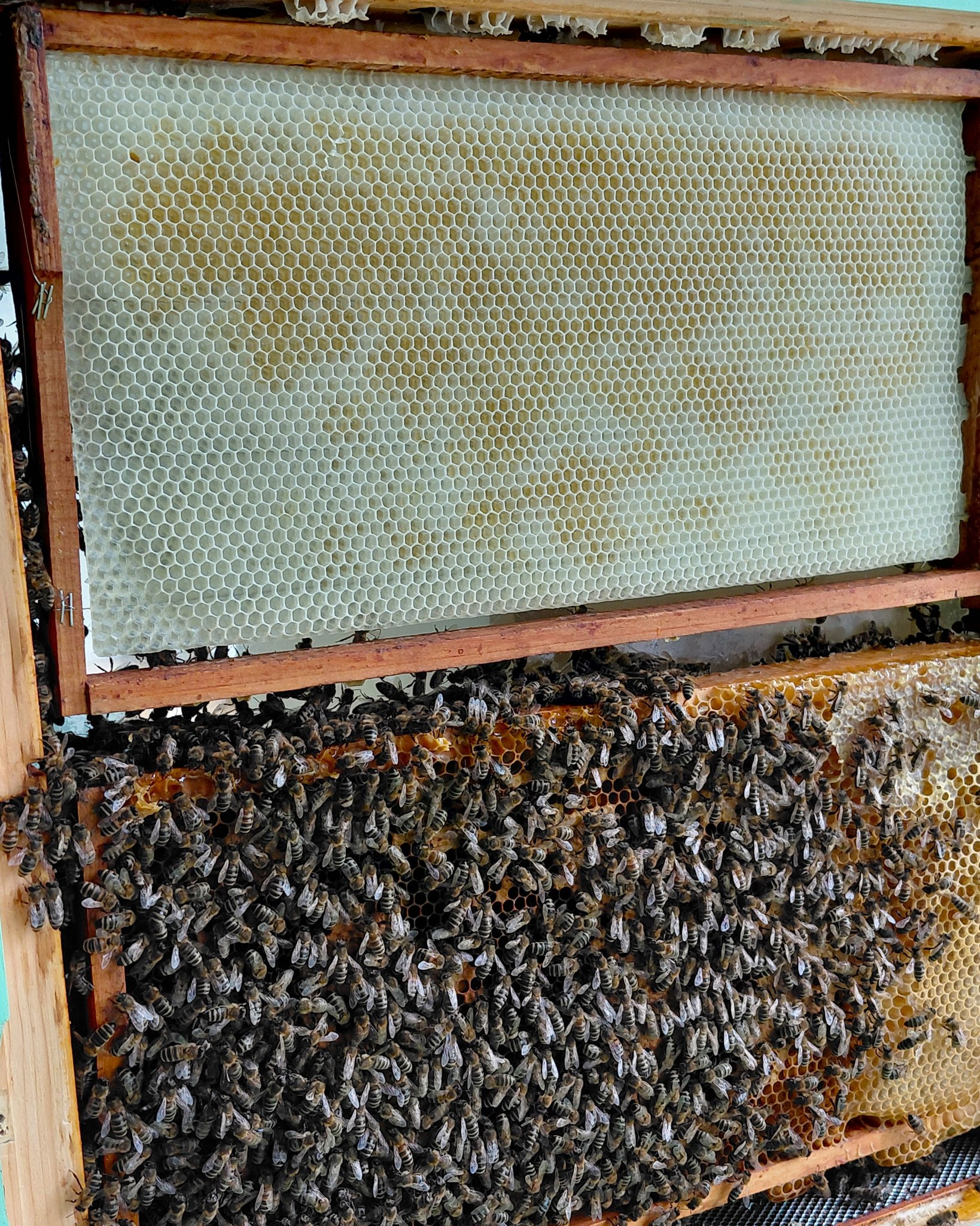 Ein Holzrahmen einer Bienenwabe mit einer großen, weißen Wachsgrundplatte im oberen Bereich und einer dichten Ansammlung von Honigbienen, die den unteren Teil der Wabe bedecken. (KI-Alternativtext)
