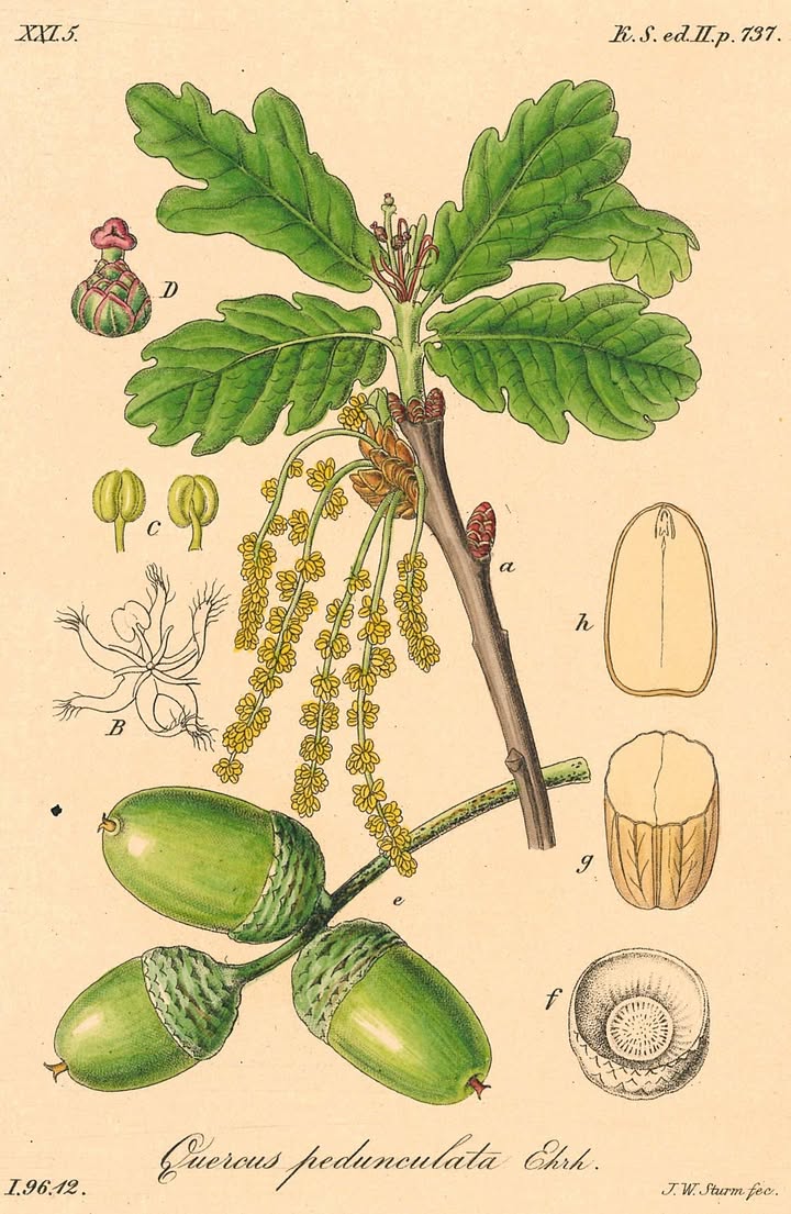 Botanische Illustration eines Astes mit grünen, gelappten Blättern, hängenden gelben Kätzchen und drei grünen Eicheln. Um den Hauptzweig herum sind verschiedene Detailzeichnungen von Knospen, Blüten und Querschnitten der Früchte mit Buchstaben beschriftet. Am unteren Rand steht der lateinische Name „Quercus pedunculata Ehrh.“ sowie weitere Referenznummern. (KI-Alternativtext)
