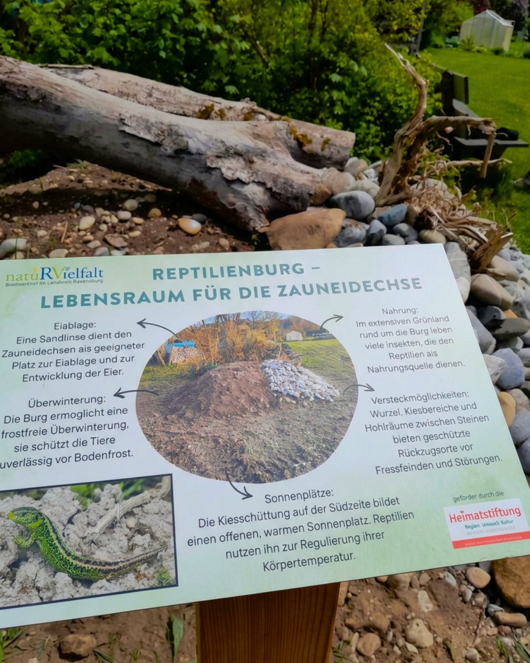 Infotafel zur Reptilienburg als Lebensraum für Zauneidechsen, mit Erklärungen zu Eiablage, Überwinterung, Nahrung, Versteckmöglichkeiten und Sonnenplätzen sowie einem Foto einer Zauneidechse. Im Hintergrund liegen Holzstämme und Steine. (KI-Alternativtext)