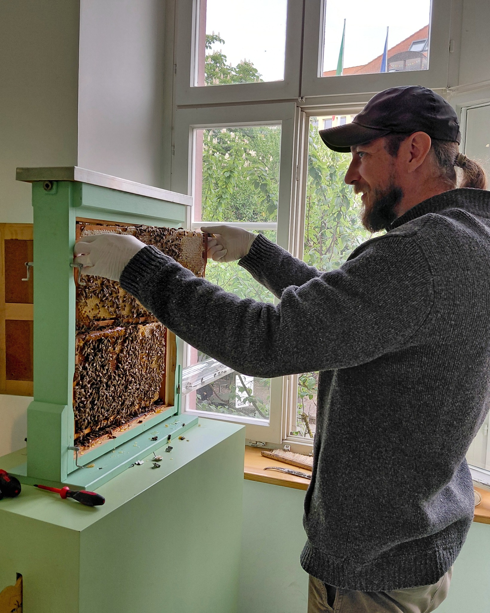Eine Person mit Mütze und grauem Pullover trägt weiße Handschuhe und hält einen mit Bienen bedeckten Wabengitterrahmen in einen hellgrünen Bienenstock. Der Stock steht vor einem Fenster, durch das Bäume und ein Hausdach zu sehen sind. Auf der darunterliegenden Ablage liegen Werkzeuge. (KI-Alternativtext)