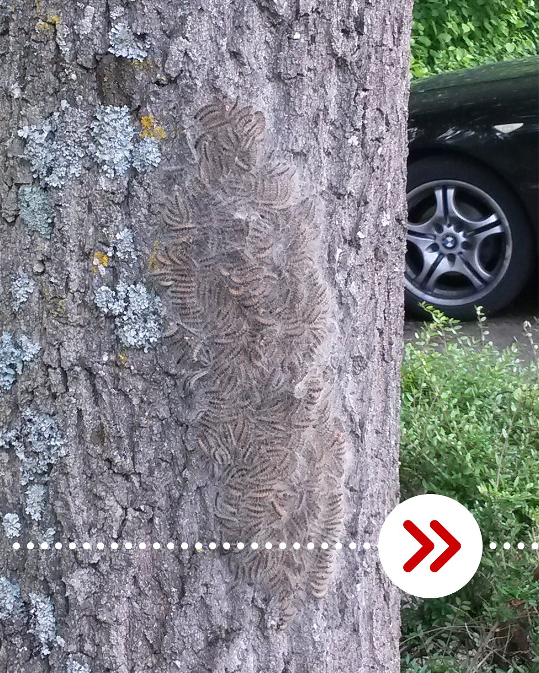 Eine große Gruppe von Raupen kriecht dicht gedrängt an der Rinde eines Baumes mit Flechten. Im Hintergrund ist ein Teil eines Autos und Grünzeug sichtbar. Ein roter Pfeil in einem weißen Kreis deutet nach rechts. (KI-Alternativtext)