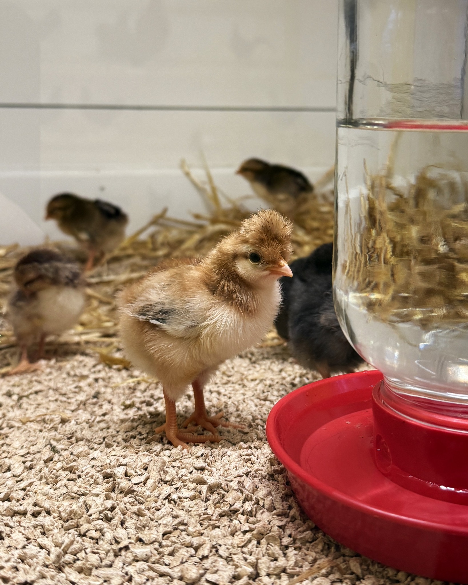 Dieser Alternativtext wurde KI-generiert: Mehrere kleine Küken stehen auf Streu vor einer weißen Wand. Im Hintergrund befindet sich ein Futterspender und eine rote Schale.