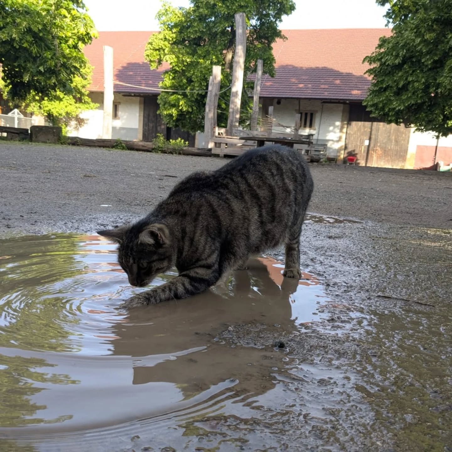 Eine gestreifte Katze steht in einer Pfütze auf einem Kiesplatz und taucht ihre Pfote ins Wasser, während im Hintergrund ein Gebäude mit rotem Dach und Bäume zu sehen sind. (KI-Alternativtext)