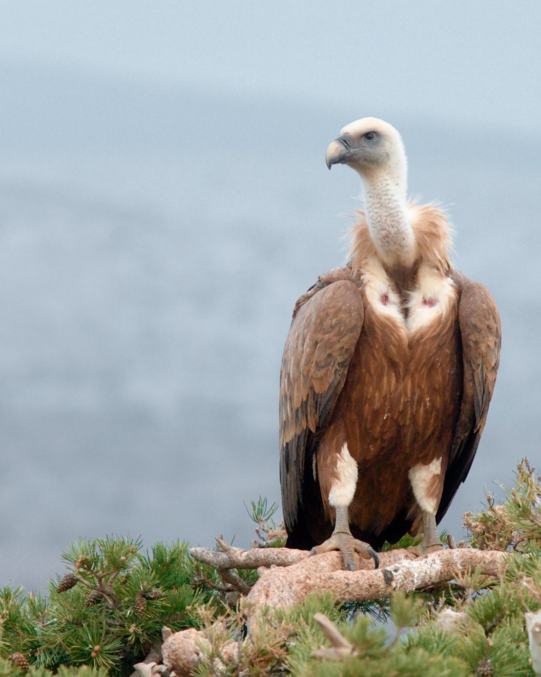 Dieser Alternativtext wurde KI-generiert: Ein großer Vogel mit braunem Gefieder sitzt auf einem Ast. Im Hintergrund ist ein verschwommener, bläulicher Hintergrund zu sehen.