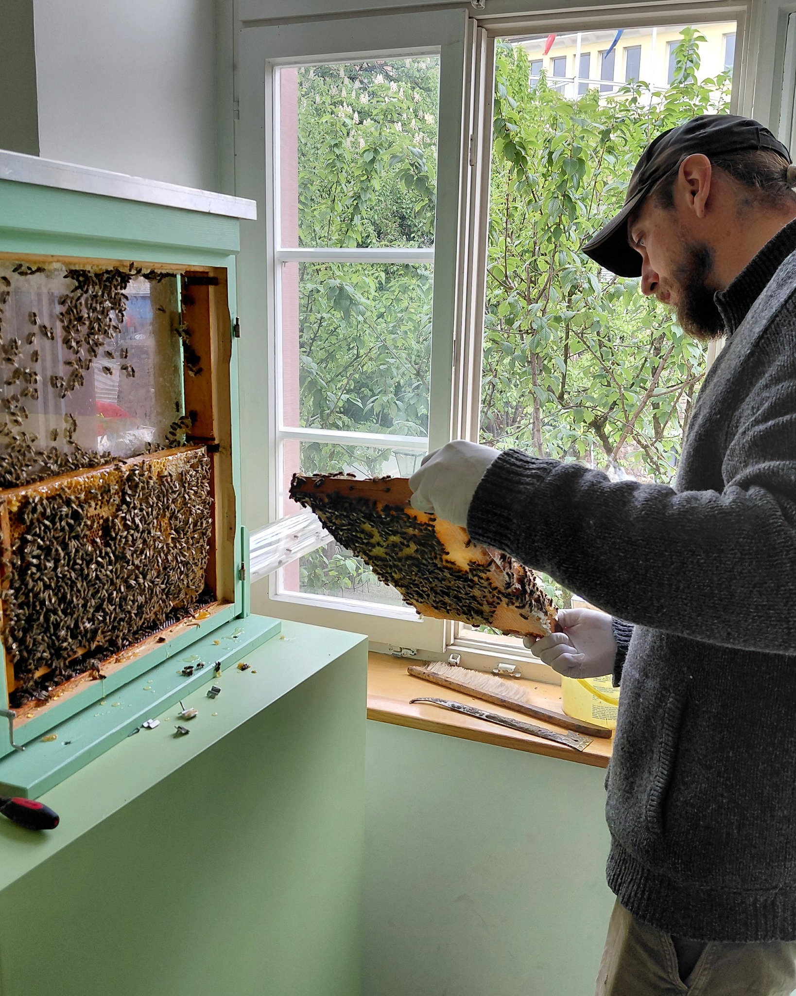 Eine Person mit Kopfbedeckung und Handschuhen hält einen Bienenwabenrahmen vor einem geöffneten Bienenstock, der an einer Wand montiert ist. Im Hintergrund ist ein Fenster mit Blick auf grüne Bäume zu sehen. (KI-Alternativtext)
