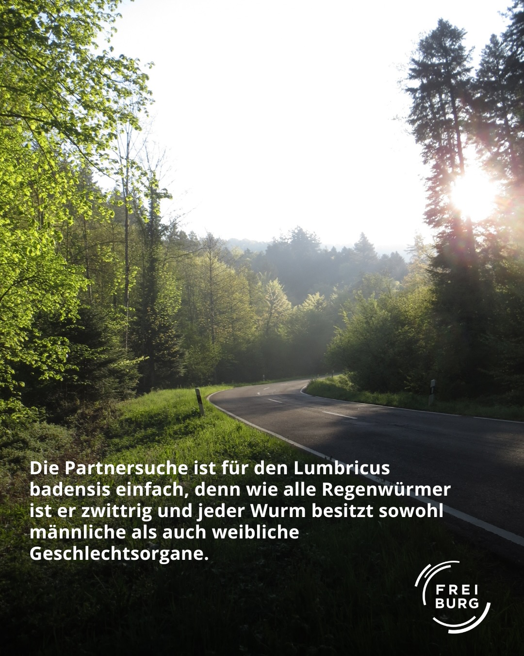 Dieser Alternativtext wurde KI-generiert: Ein kurviger Weg führt durch eine grüne Landschaft in Richtung eines hellen Horizonts. Das Bild ist farbig und hat einen Text im unteren Bereich.