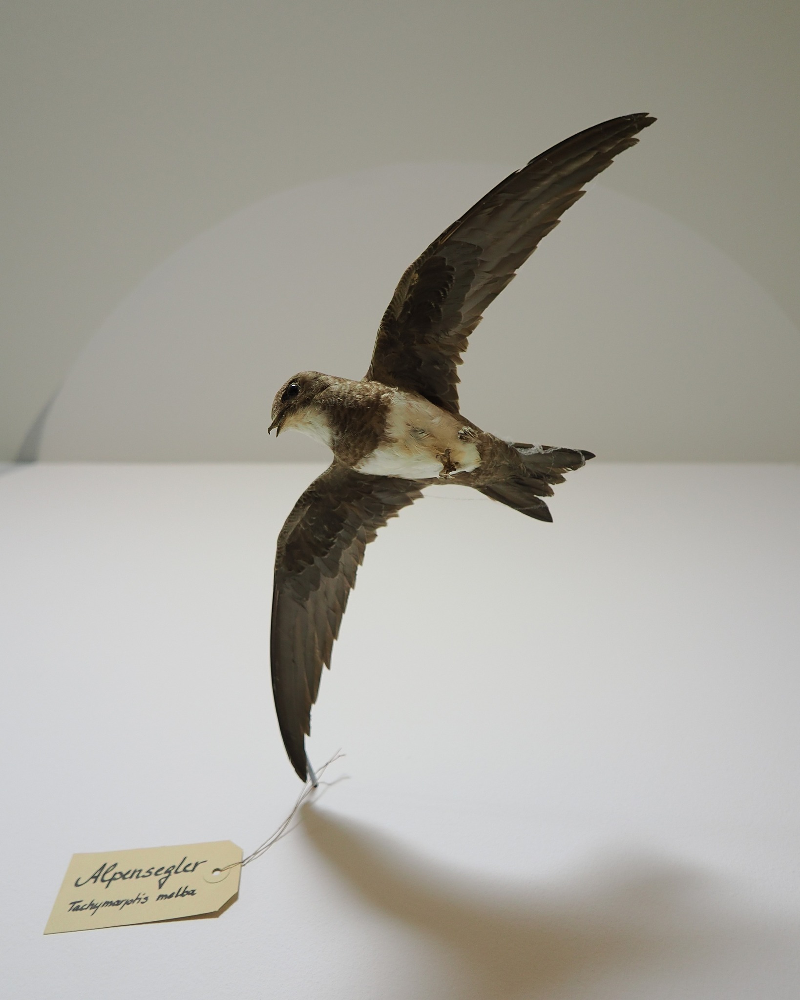Ein präparierter Vogel mit ausgebreiteten Flügeln in Flugpose, der dunkelbraun gefärbt ist und einen hellen Bauch aufweist. Ein daran befestigtes gelbes Etikett trägt die handschriftliche Aufschrift „Alpensegler“ sowie den lateinischen Namen „Tachymarptis melba“. (KI-Alternativtext)