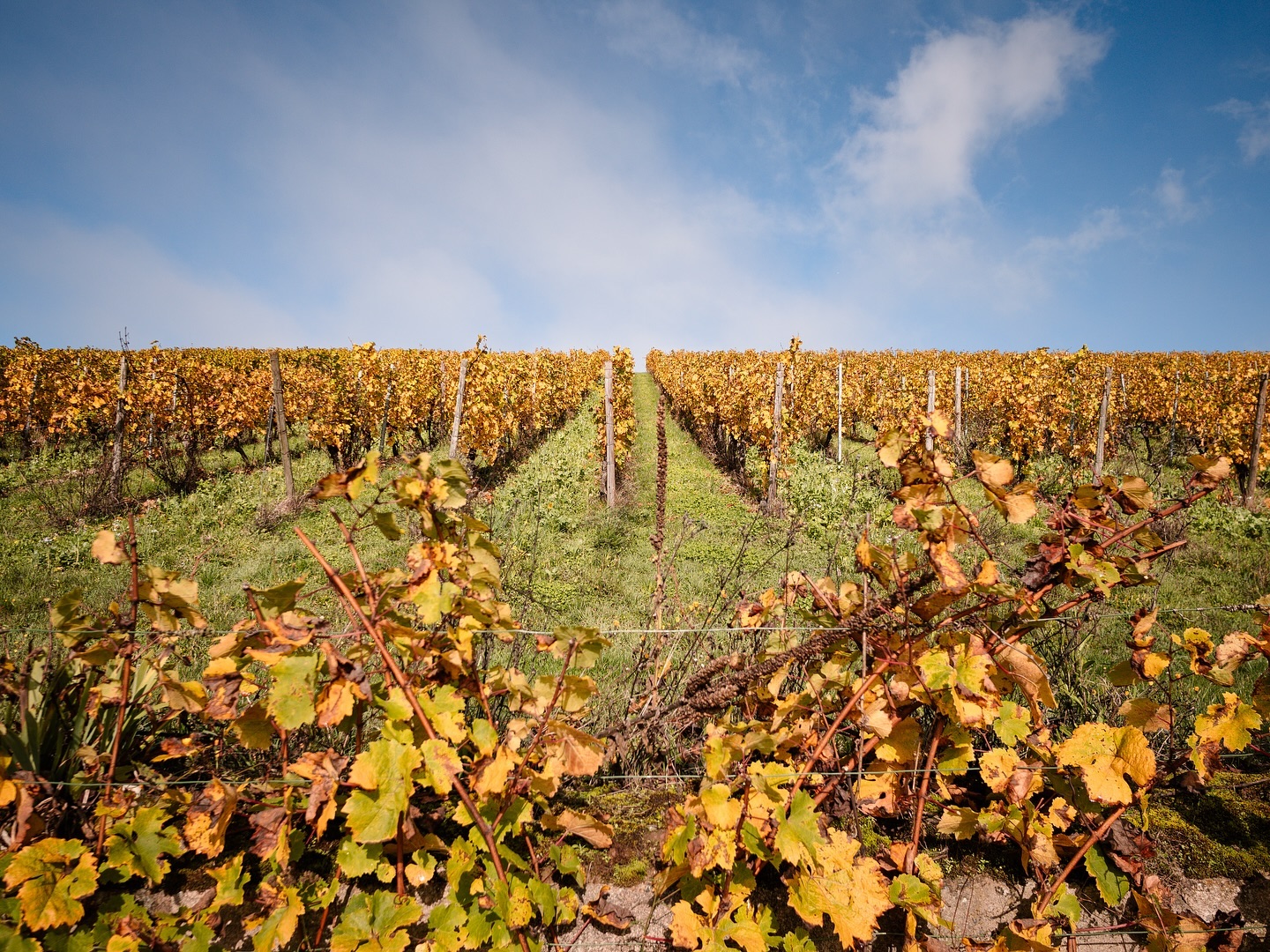 Ein Weinberg im Herbst mit goldgelben Blättern. Zwei Pfade führen durch die Reihen der Reben.