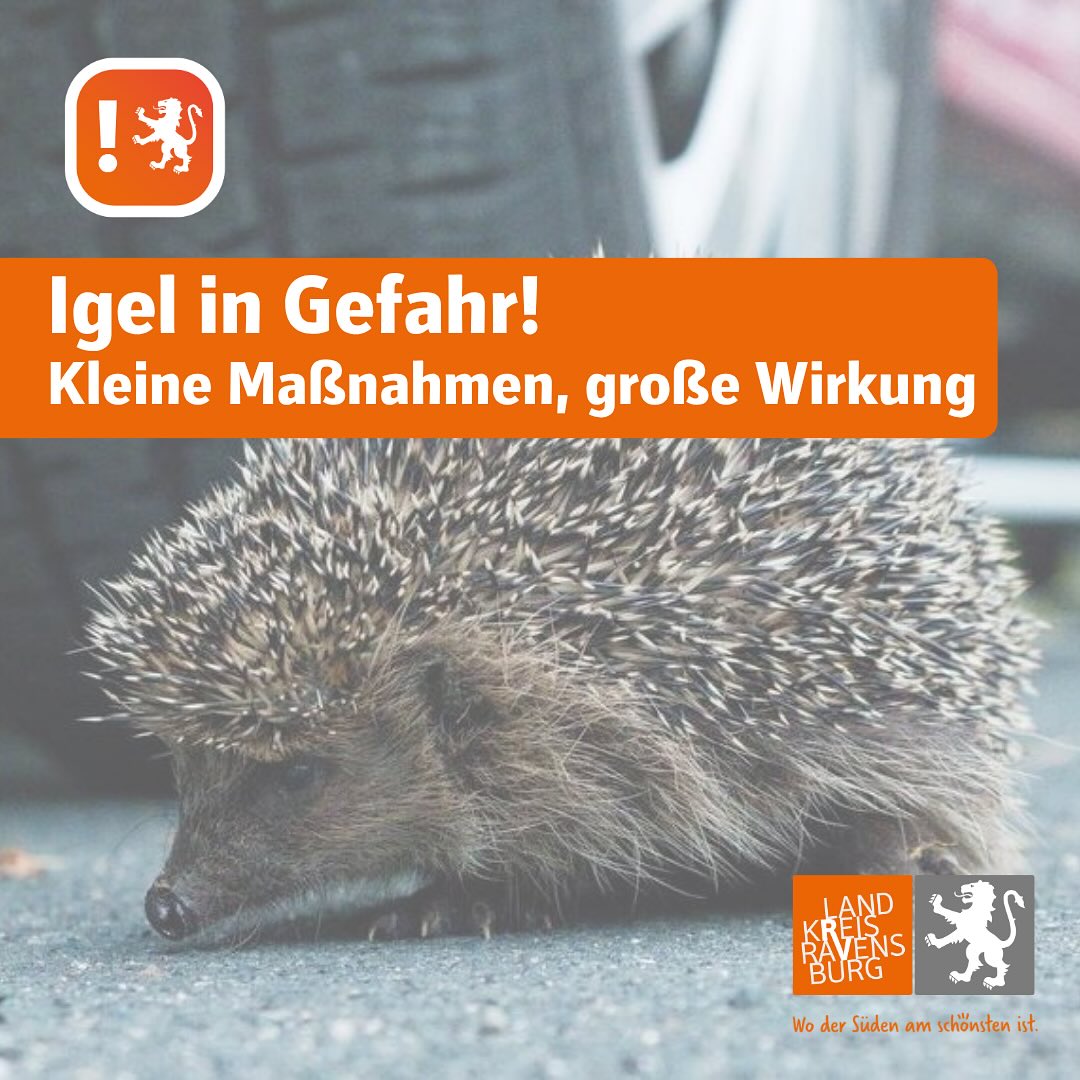 Dieser Alternativtext wurde KI-generiert: Ein kleines Tier mit Stacheln liegt im Gras. Im oberen und unteren Bildrand befinden sich orangefarbene Bereiche mit Text und Logos.