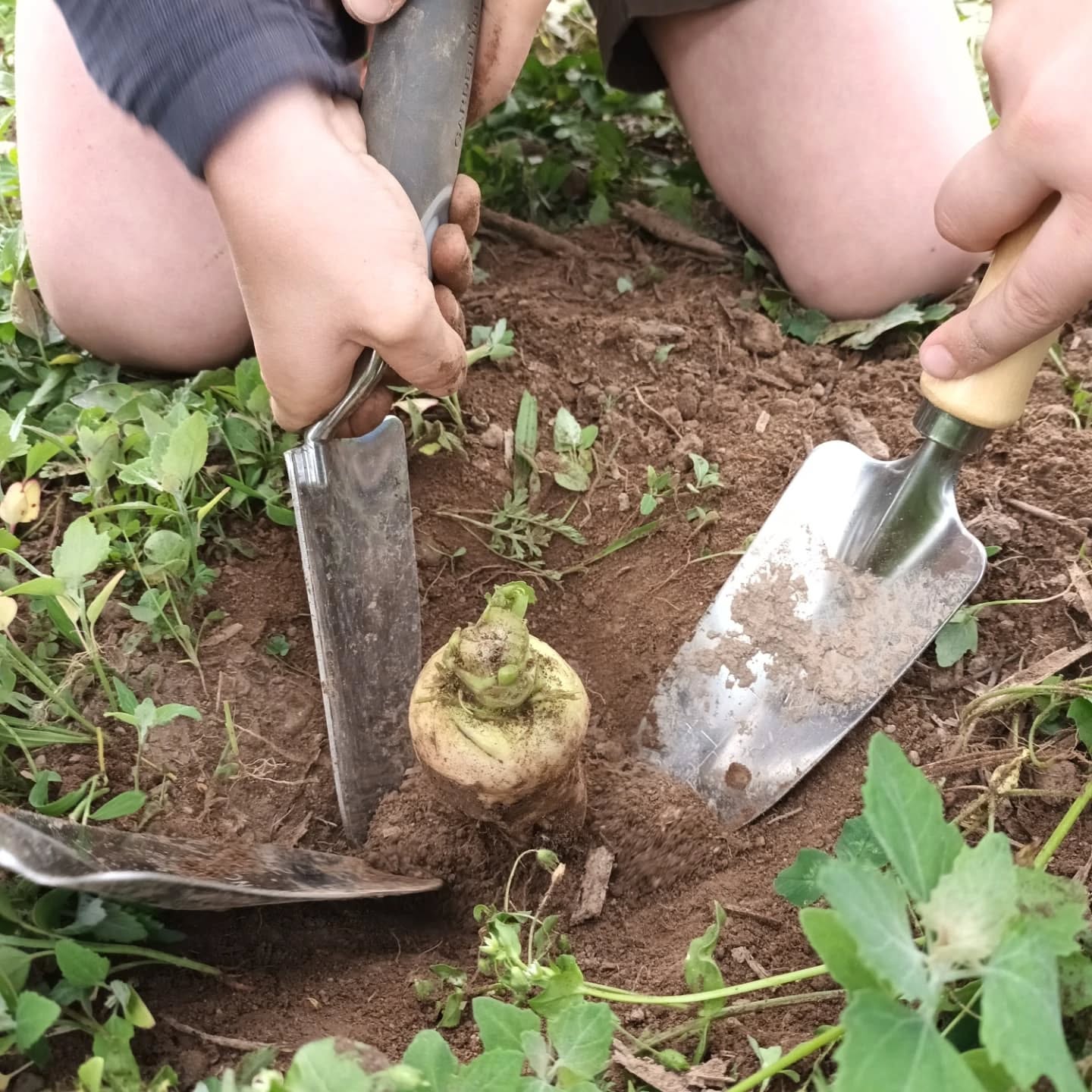 Hände graben mit Gartenwerkzeug eine Pflanze aus dem Boden aus.