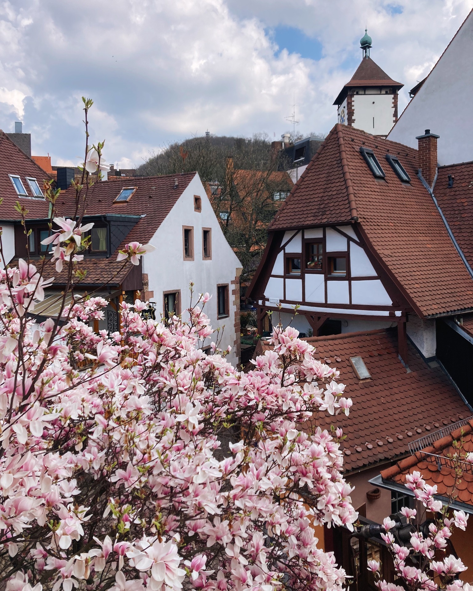 Blühende Magnolienbäume vor einem Hintergrund mit historischen Häusern und Ziegeldächern. Ein Turm ist im Hintergrund zu sehen.