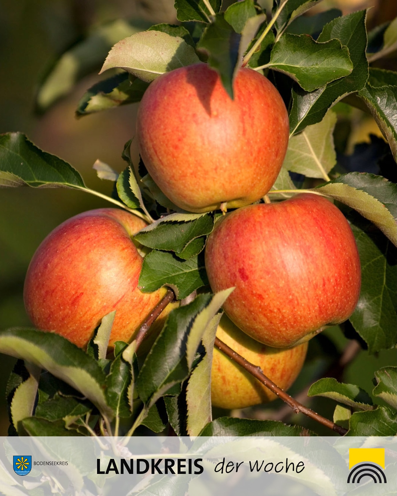 Dieser Alternativtext wurde KI-generiert: Ein Zweig mit mehreren roten Äpfeln, umgeben von grünen Blättern. Das Bild ist farbig und zeigt eine Nahaufnahme der Früchte.