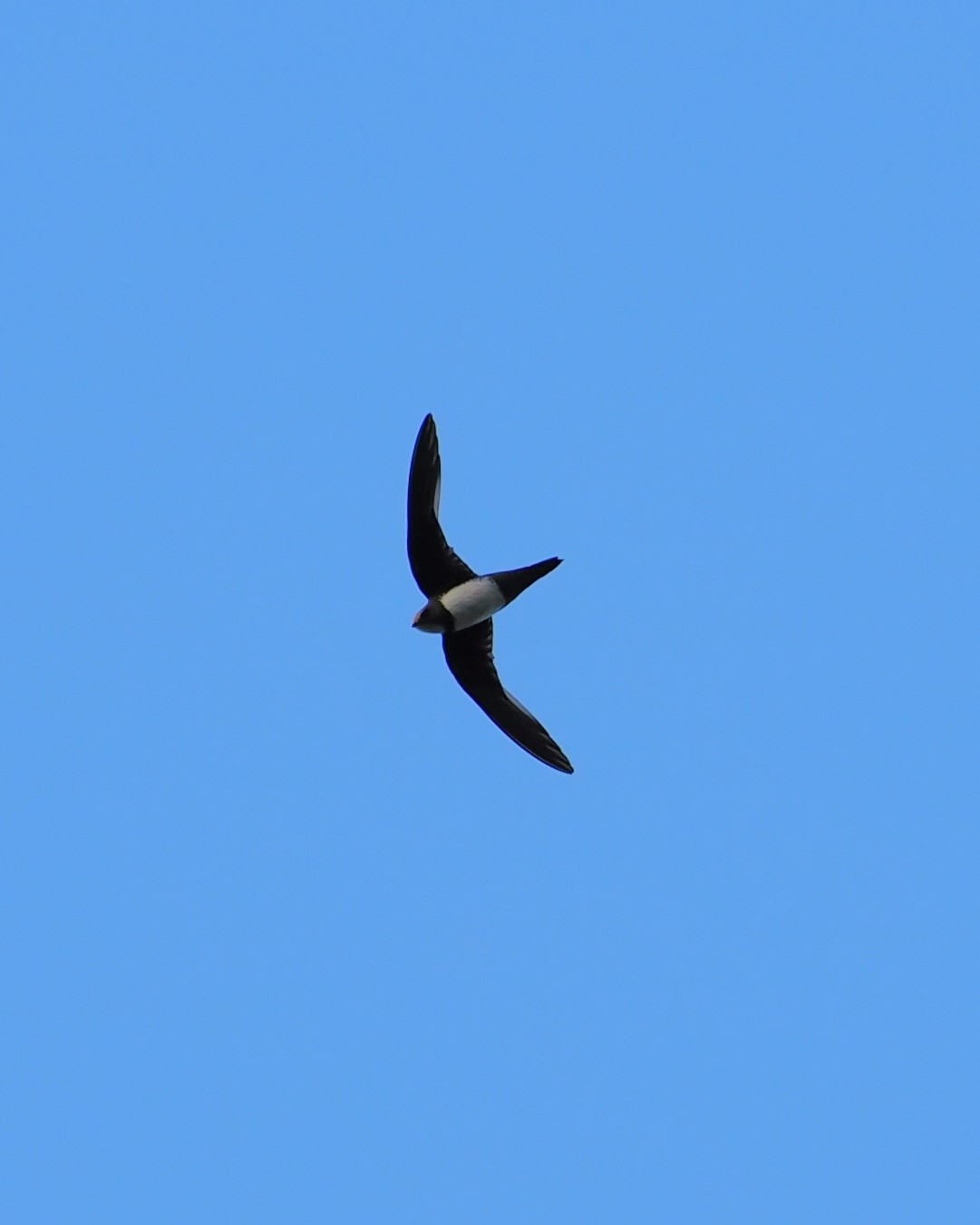 Ein Vogel mit dunklem Gefieder und weißem Bauch fliegt mit ausgebreiteten Flügeln vor einem klaren blauen Himmel. (KI-Alternativtext)