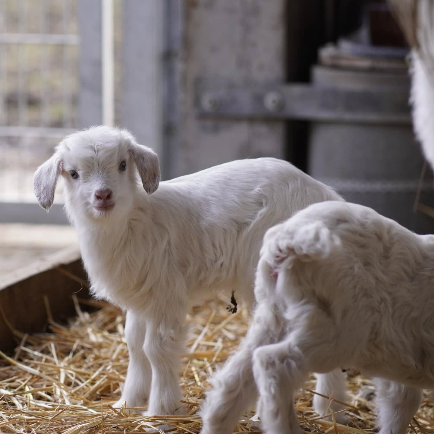 Zwei weiße Ziegenkitze stehen in einem Strohbett. Ein Kitze steht im Vordergrund, das andere ist im Hintergrund teilweise verdeckt.