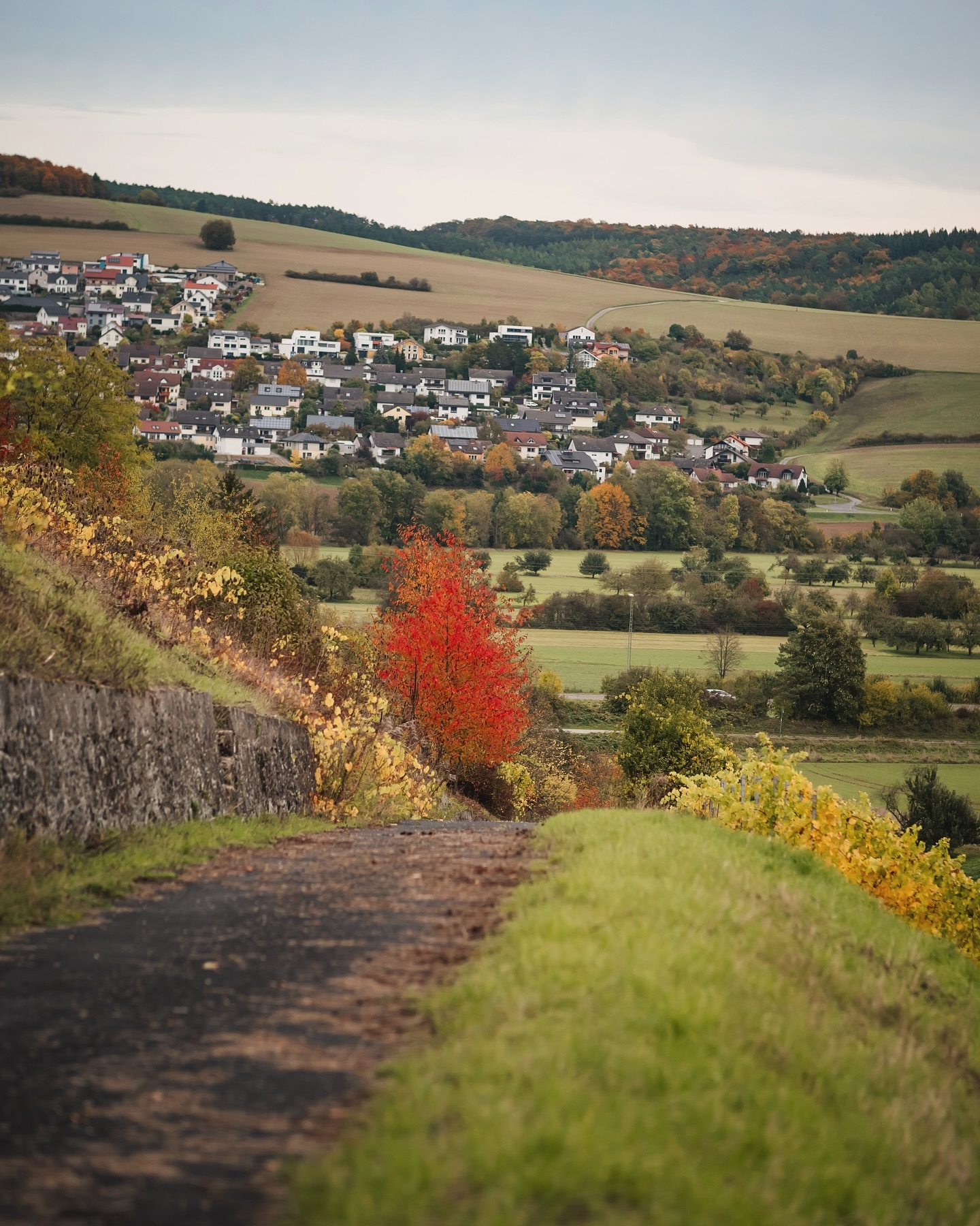 Ein idyllischer Herbstblick auf ein Dorf inmitten sanfter Hügel, die sich in warmen Farben präsentieren. Ein roter Baum sticht besonders hervor.