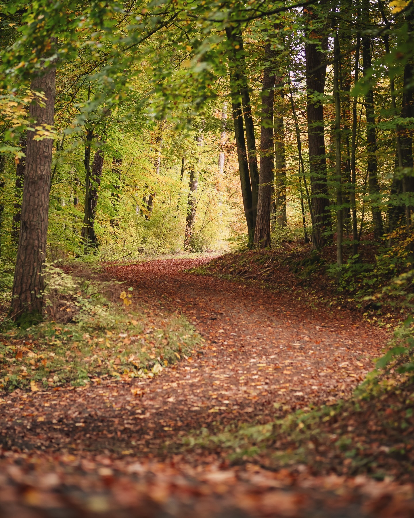 Ein Waldweg schlängelt sich durch einen herbstlichen Wald. Bäume in warmen Farben säumen den Weg.