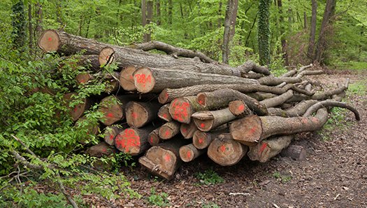 Holzstapel am Waldrand. 