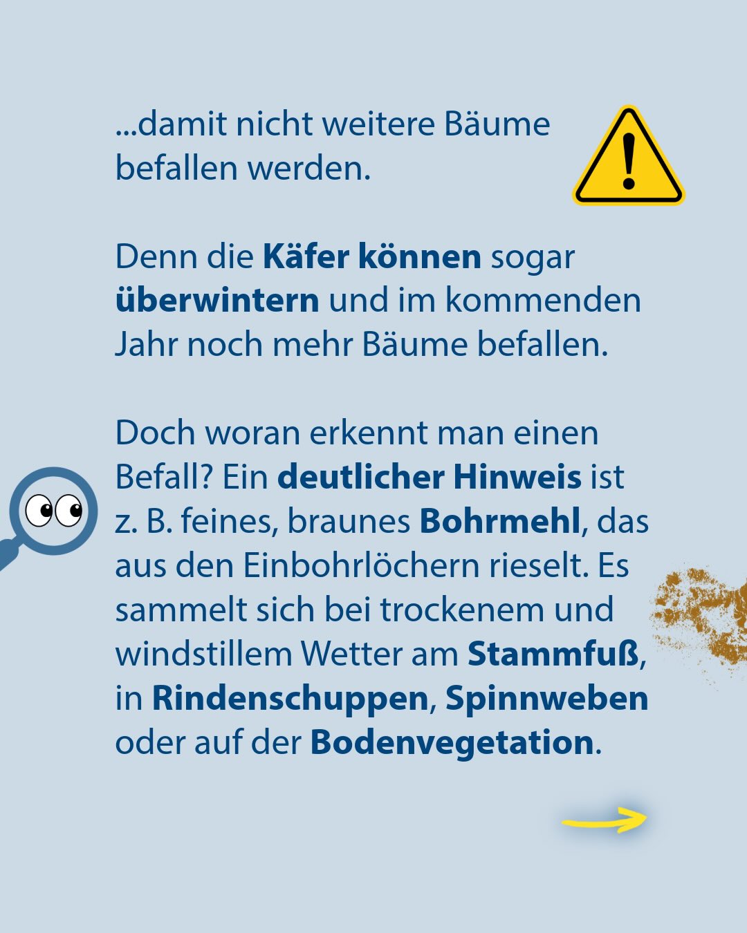 Text auf hellblauem Hintergrund: „...damit nicht weitere Bäume befallen werden. Denn die Käfer können sogar überwintern und im kommenden Jahr noch mehr Bäume befallen. Doch woran erkennt man einen Befall? Ein deutlicher Hinweis ist z. B. feines, braunes Bohrmehl, das aus den Einbohrlöchern rieselt. Es sammelt sich bei trockenem und windstillem Wetter am Stammfuß, in Rindenschuppen, Spinnweben oder auf der Bodenvegetation.“ Oben rechts ein gelbes Warndreieck, links eine Lupe, rechts braunes Bohrmehl und unten ein gelber Pfeil. (KI-Alternativtext)