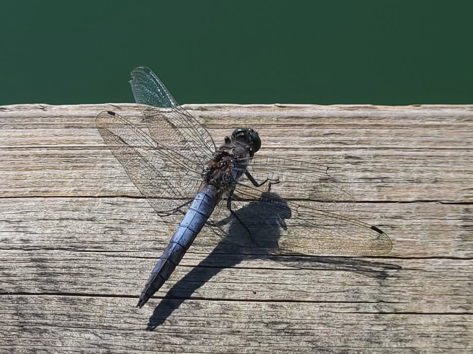Segellibelle Großer Blaupfeil
