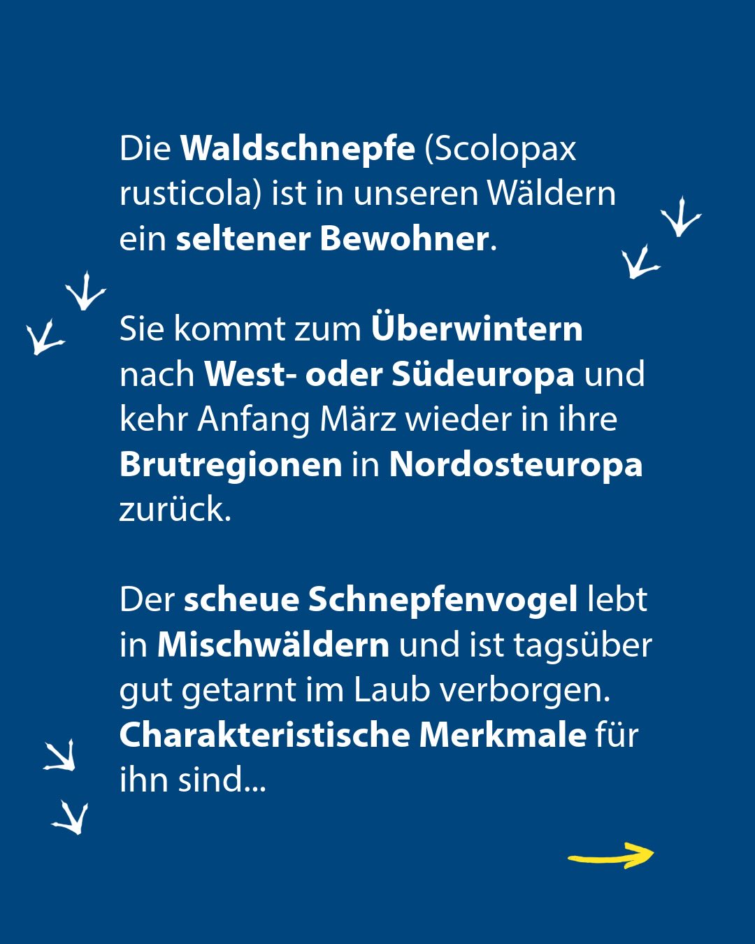 Dieser Alternativtext wurde KI-generiert: Blauer Hintergrund mit weißem Text, der Informationen über einen seltenen Vogel in den Wäldern enthält. Pfeile weisen auf verschiedene Textabschnitte hin.